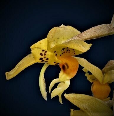 Stanhopea embreei orange