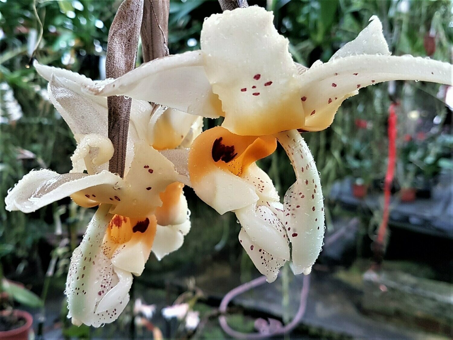 Stanhopea impressa Stanhopea impressa