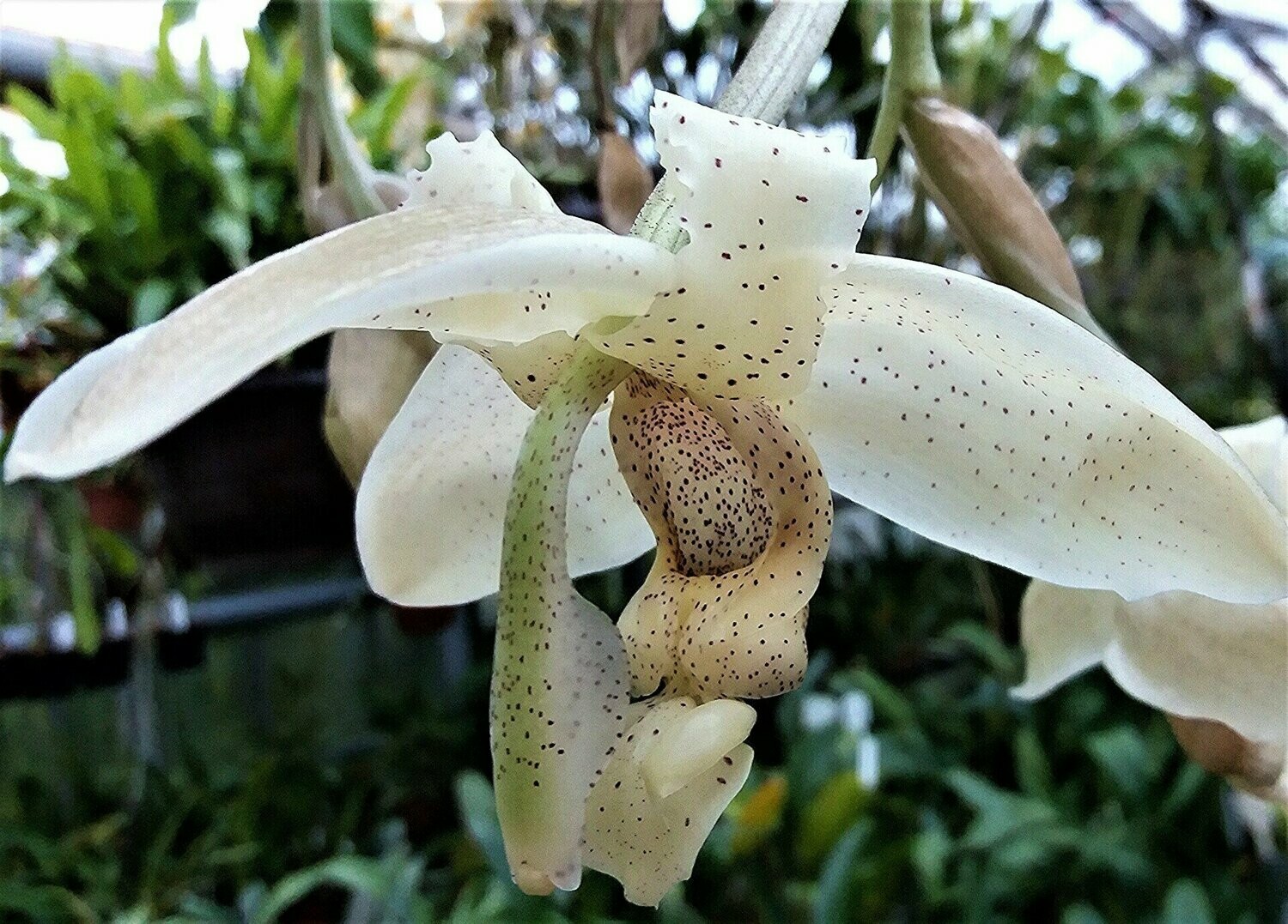 Stanhopea florida (NEU)