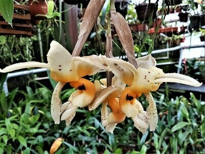 Stanhopea impressa