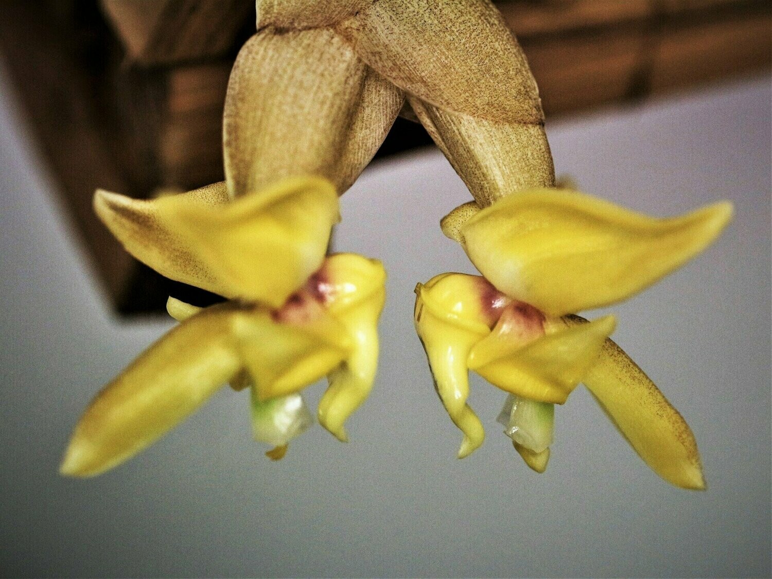 Stanhopea annulata