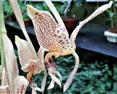 Stanhopea oculata