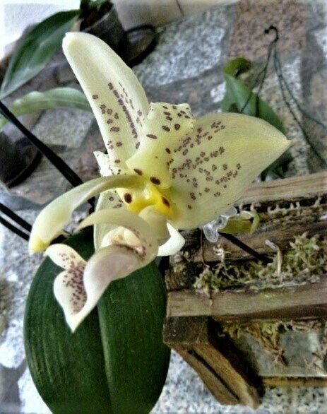 Stanhopea ruckeri