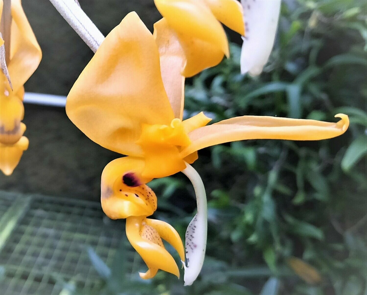 Stanhopea gibbosa