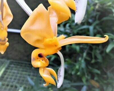 Stanhopea gibbosa
