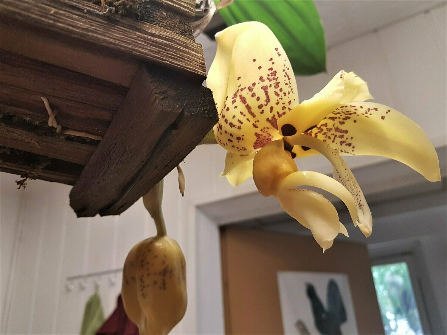 Stanhopea shuttleworthii Stanhopea shuttleworthii