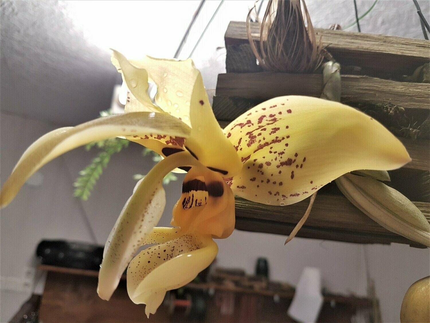 Stanhopea shuttleworthii