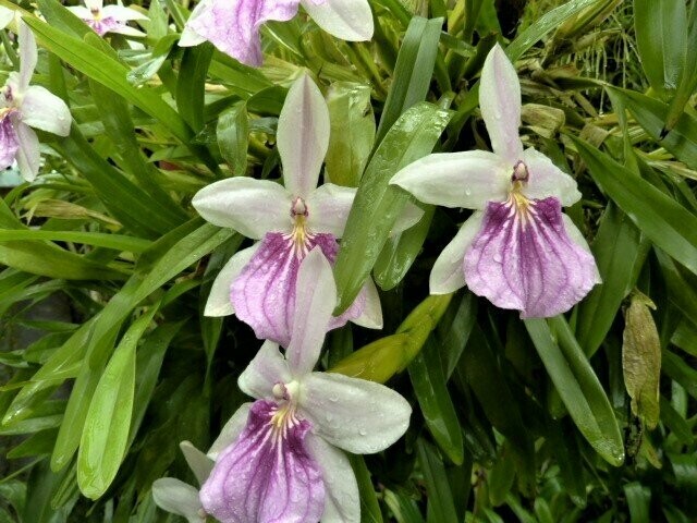 Miltonia spectabilis