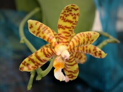 Phalaenopsis fasciata Phalaenopsis fasciata