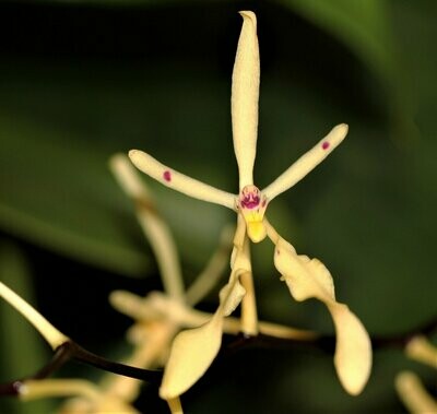 Renanthera citrina