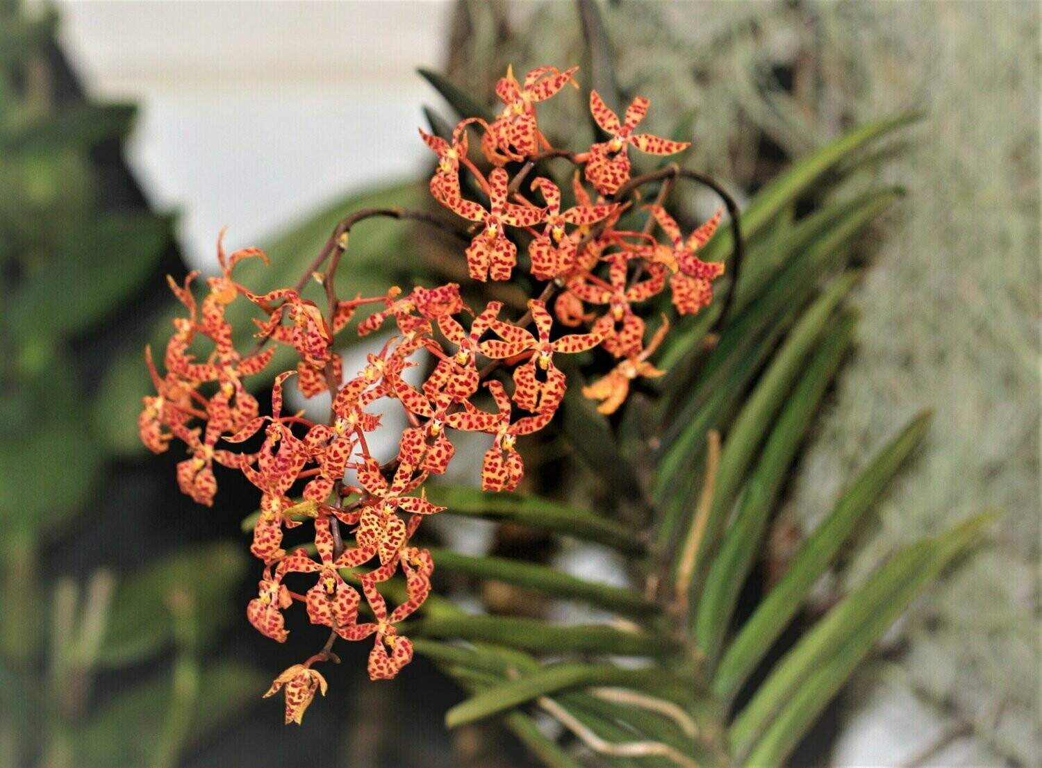 Renanthera monachica Renanthera monachica