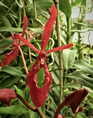 Renanthera storiei Renanthera storiei