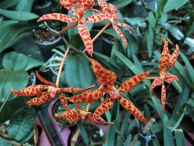 Renanthera monachica