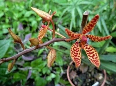 Renanthera monachica