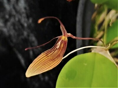 Restrepia trichoglossa