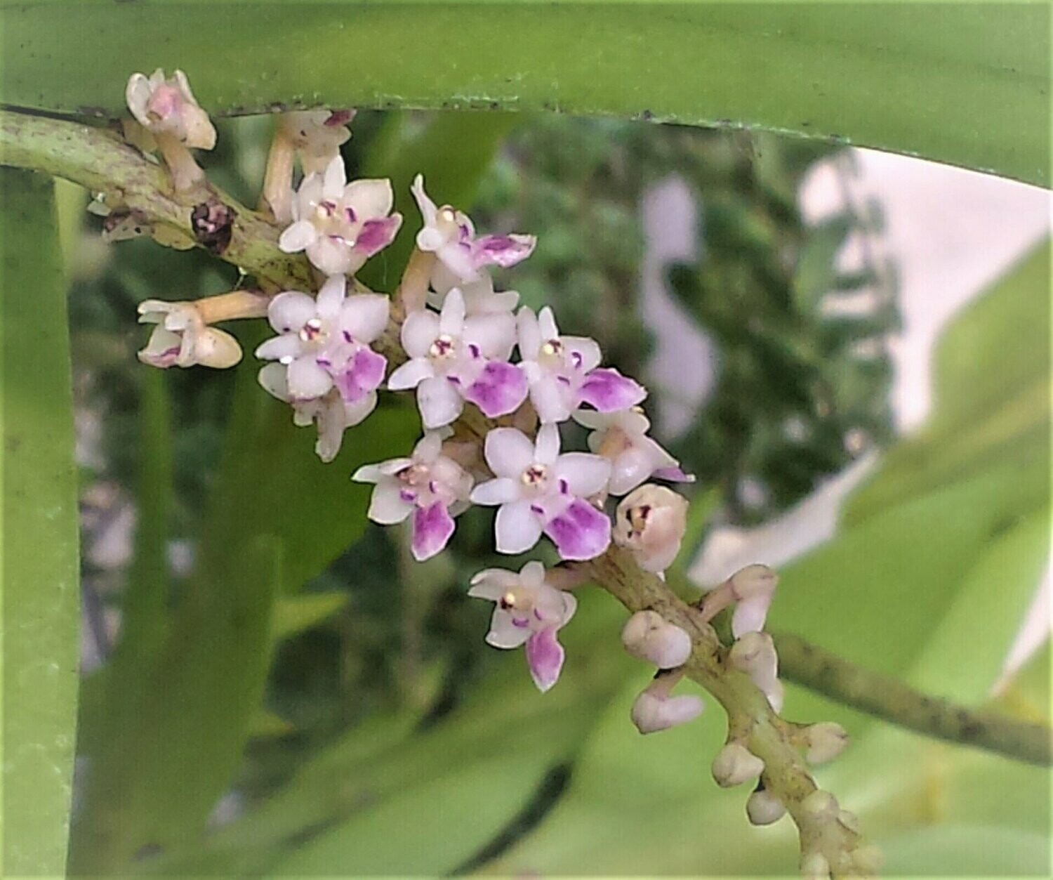 Smitinandia micrantha