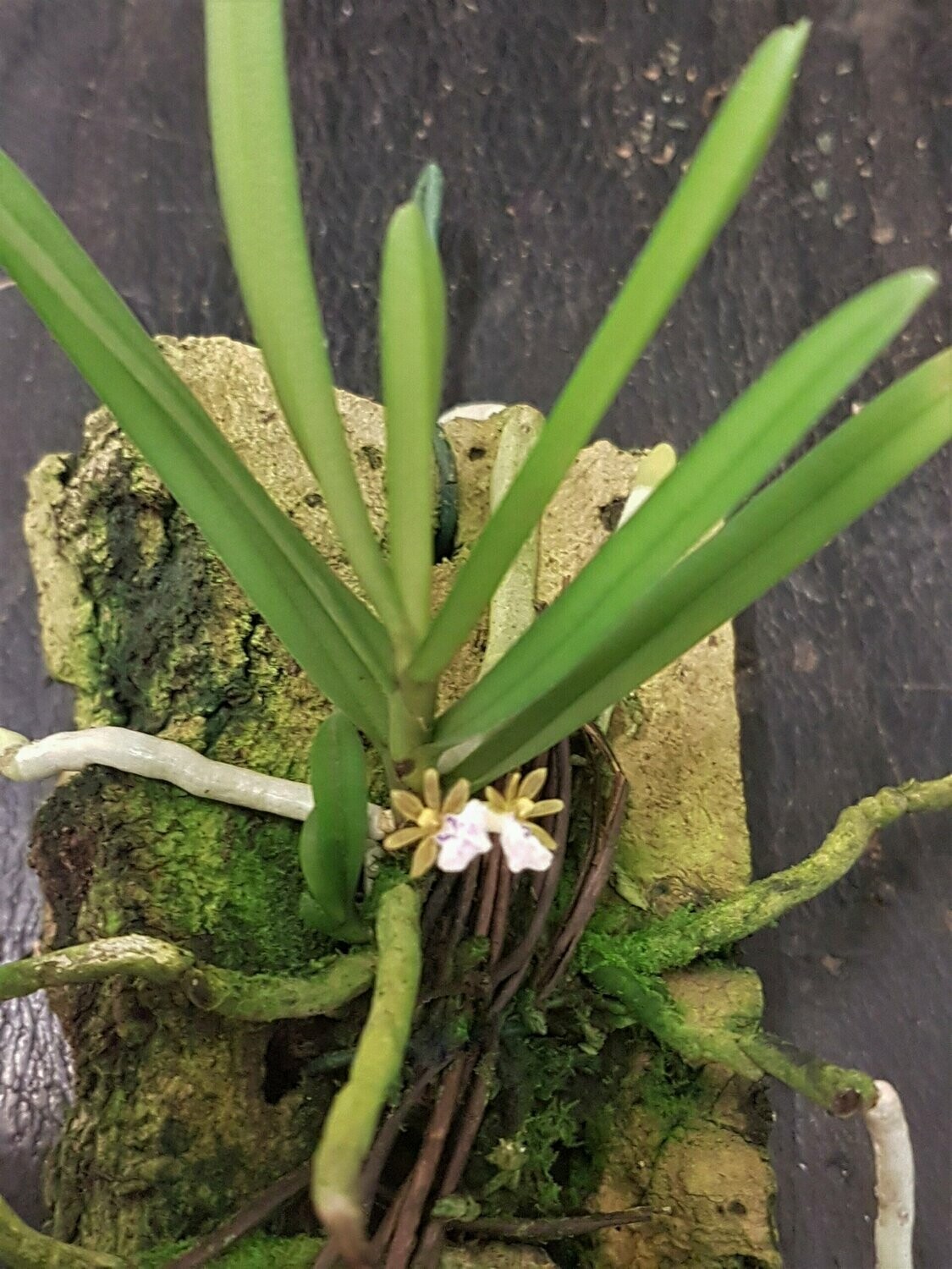 Trichoglottis triflora