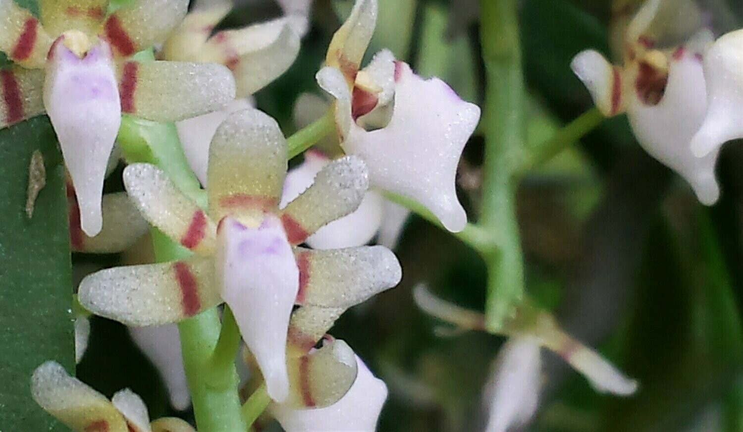 Tuberolabium odoratissimum