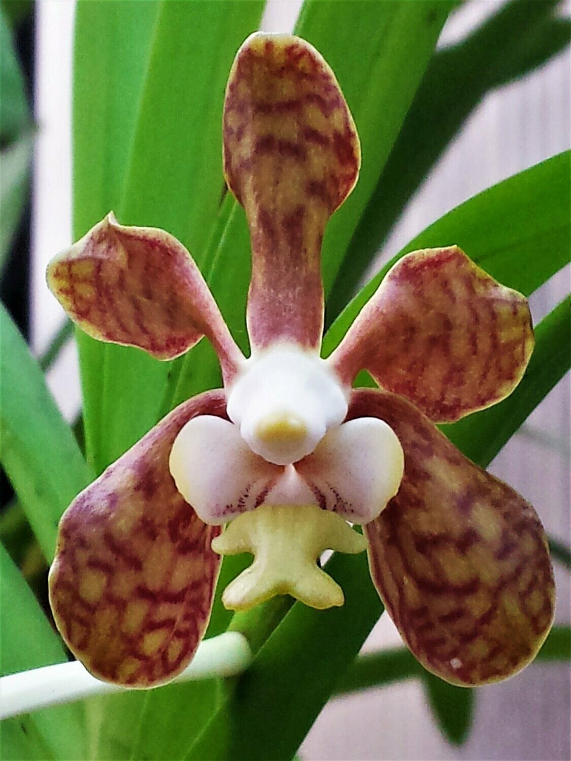 Vanda brunnea