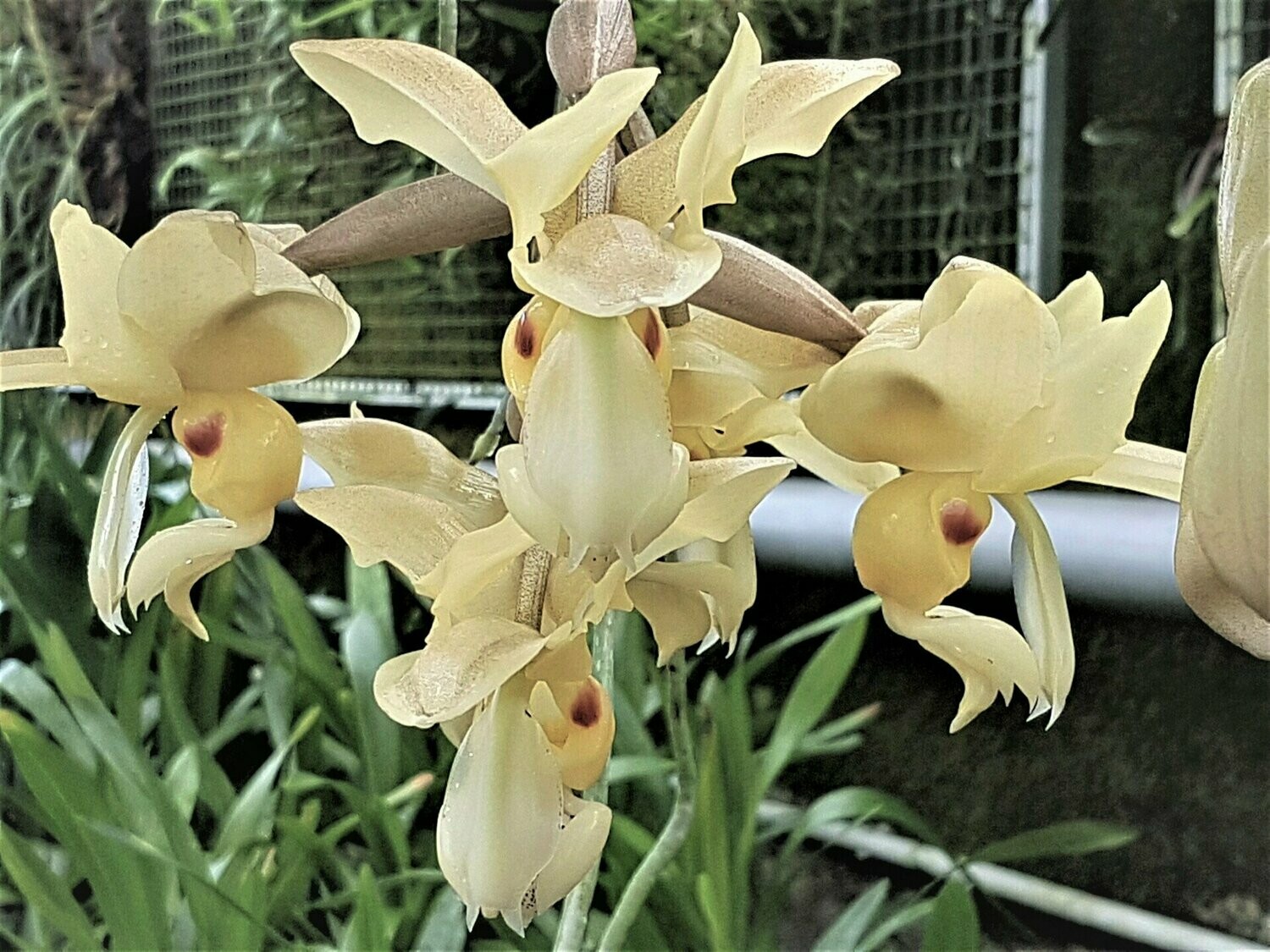 Stanhopea warscewicziana Stanhopea warscewicziana
