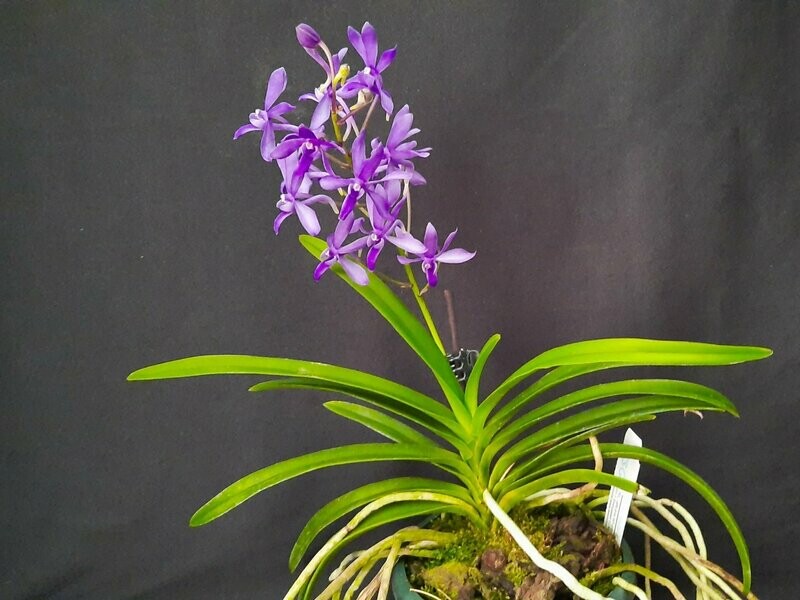 Vandachostylis 'Rainbow Star Blue' Vandachostylis 'Rainbow Star Blue'