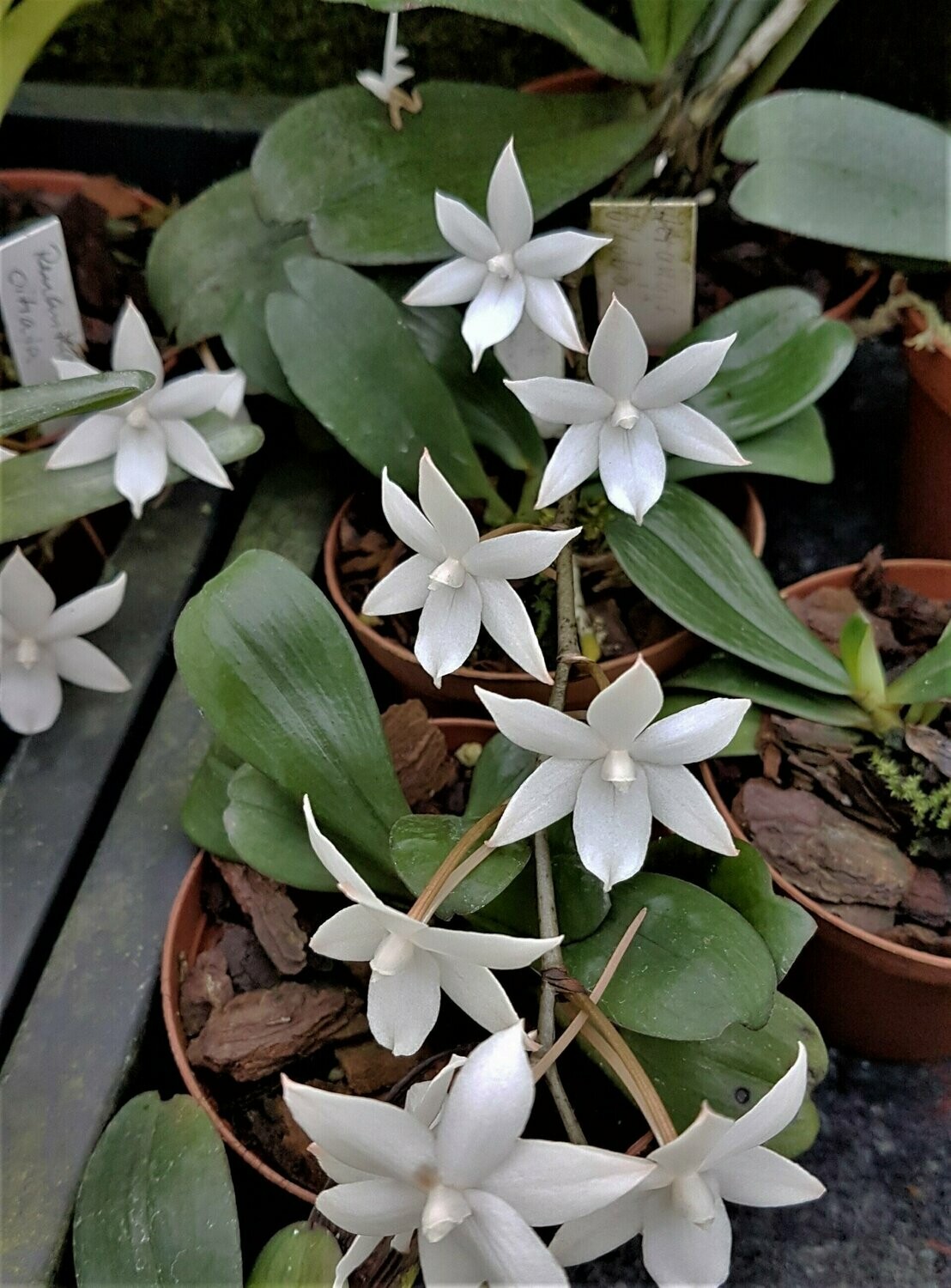 Aerangis biloba