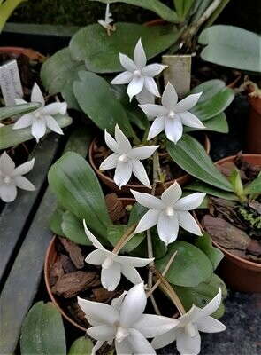 Aerangis biloba