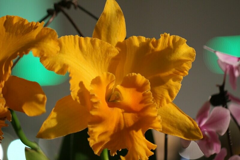 Rlc. Haw Yuan Gold 'Yung kong' Rlc. Haw Yuan Gold 'Yung kong'