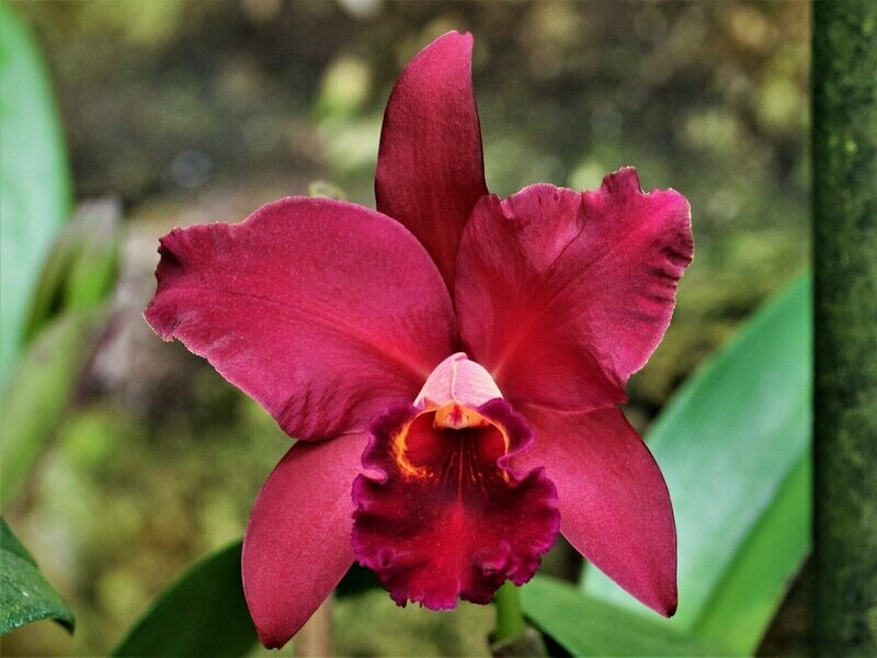 Lc. Mira Royal Chocolate ,Delice' Lc. Mira Royal Chocolate ,Delice'