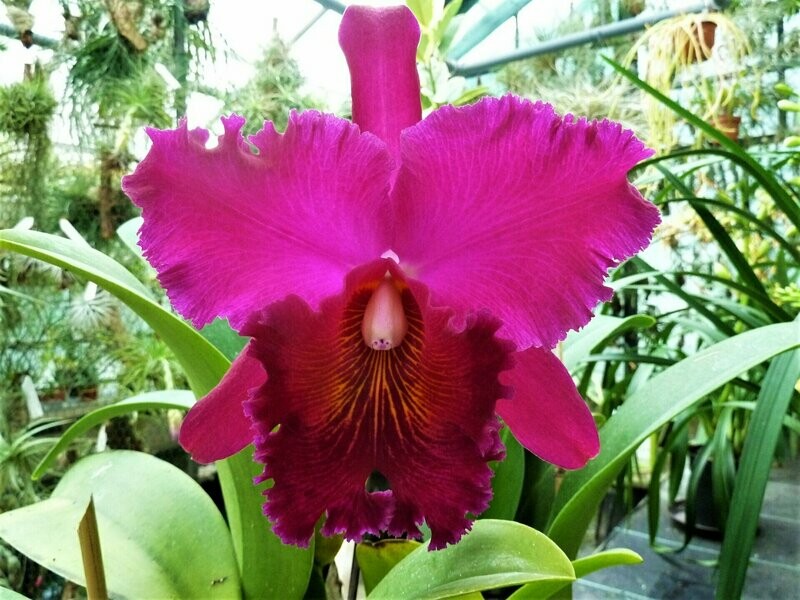 Rlc. Chialin Ruby ,Red Dragon' Rlc. Chialin Ruby ,Red Dragon'