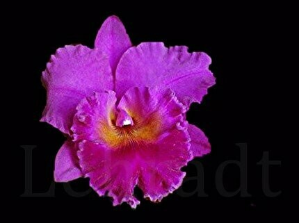 Rlc. Cornerstone 'Compass'