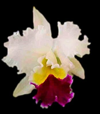 Lc. Taida Swan 'Polar Bear' Lc. Taida Swan 'Polar Bear'