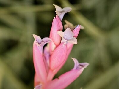 Tillandsia bergeri