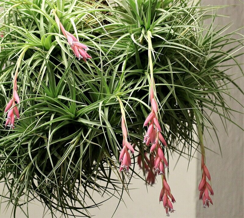Tillandsia bergeri Tillandsia bergeri