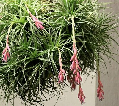 Tillandsia bergeri