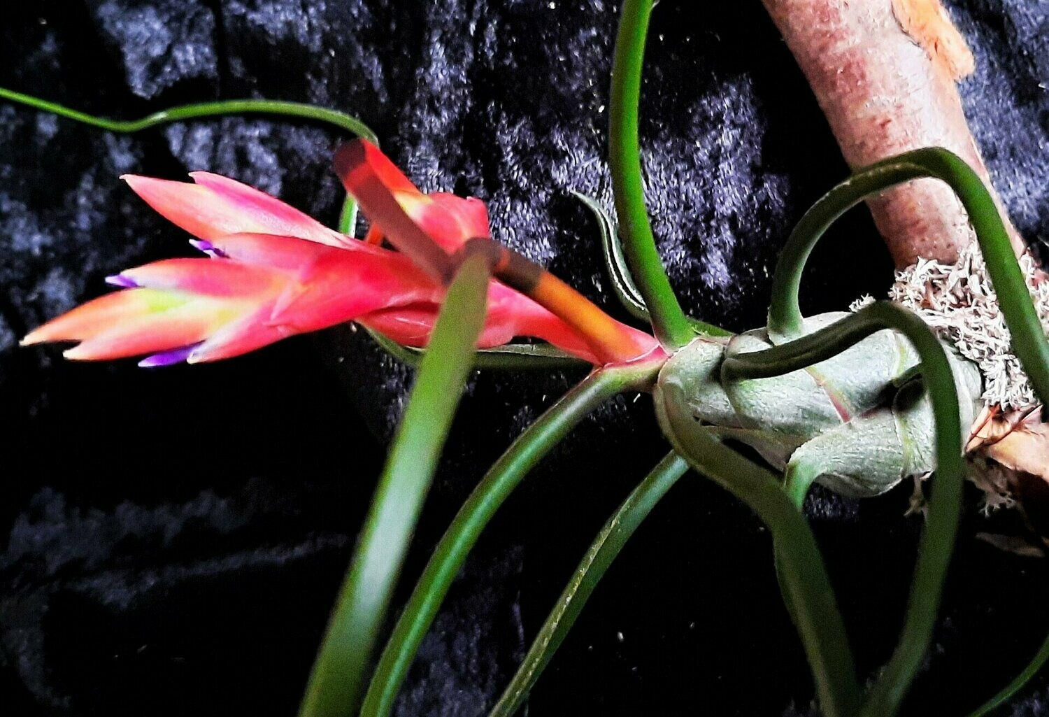 Tillandsia bulbosa