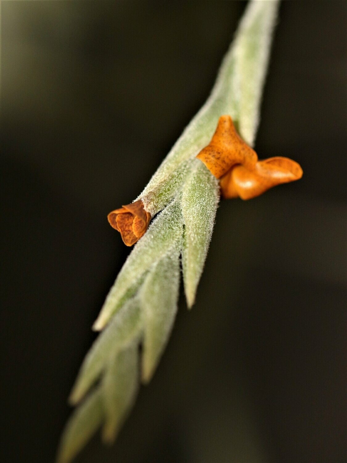 Tillandsia caliginosa