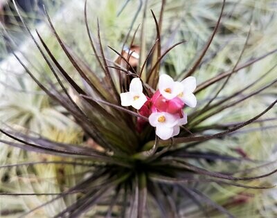 Tillandsia caulescens