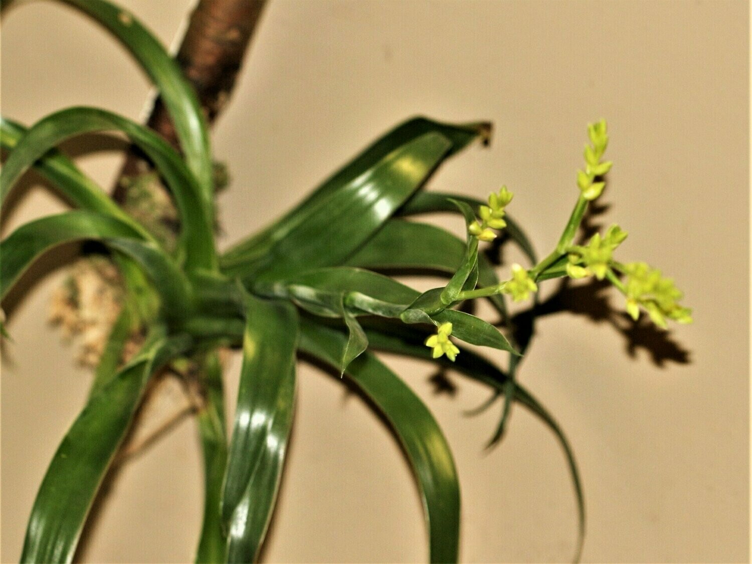 Tillandsia catopsis