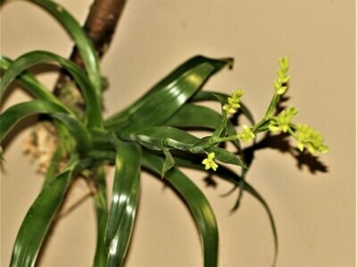 Tillandsia catopsis Tillandsia catopsis
