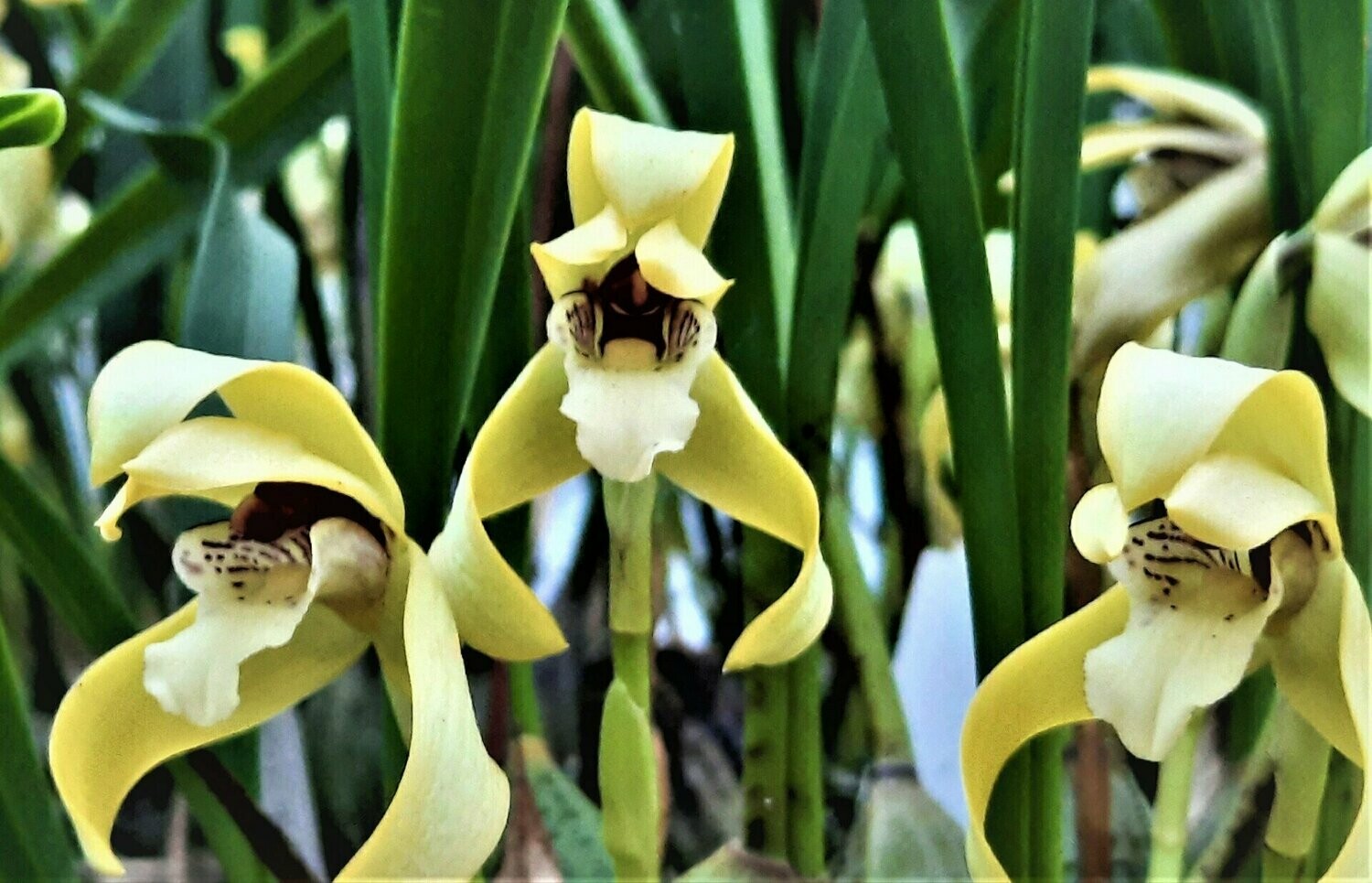 Maxillaria porphyrostele