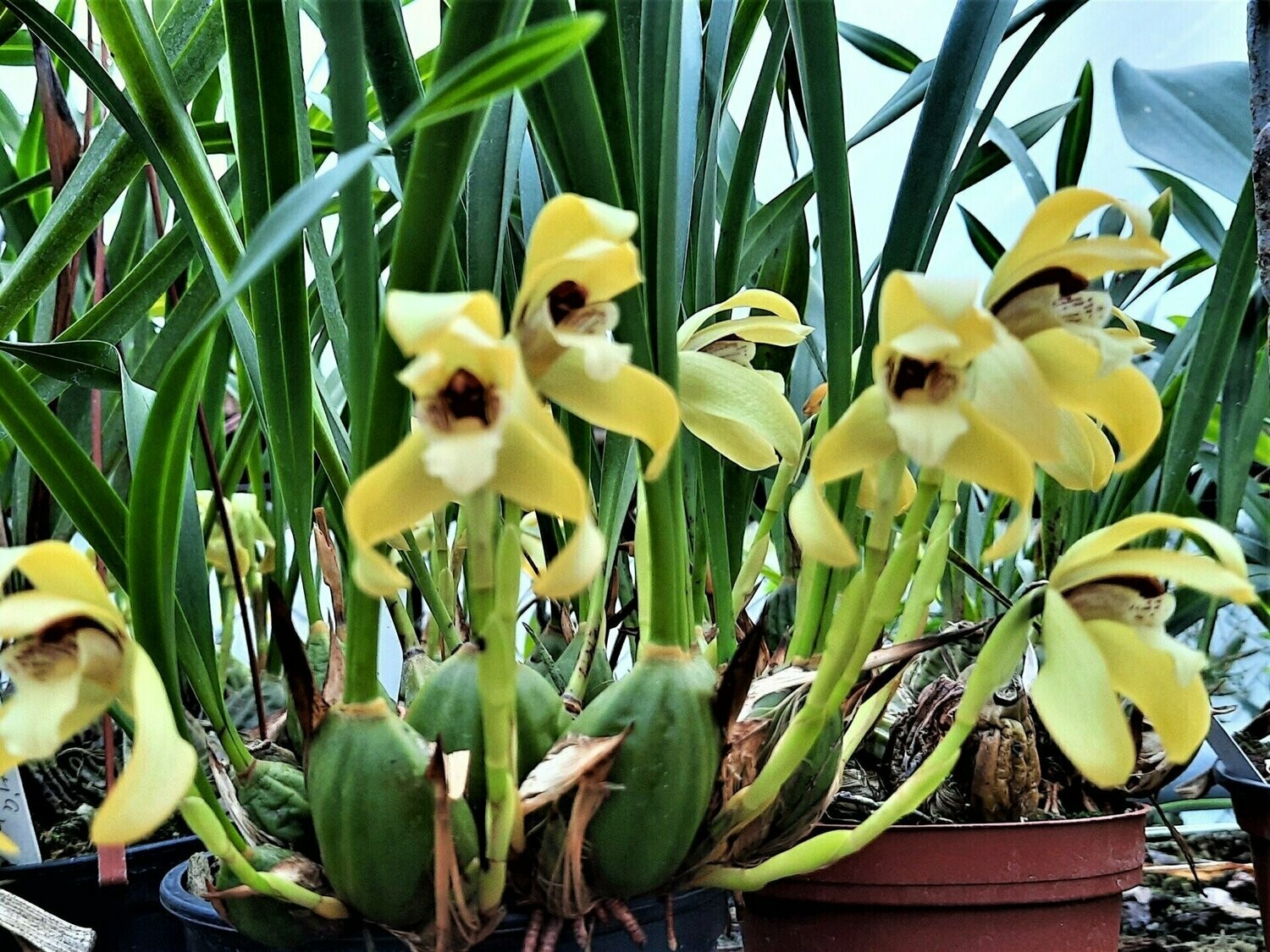 Maxillaria porphyrostele Maxillaria porphyrostele