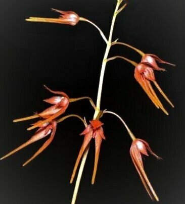 Bulbophyllum taiwanense