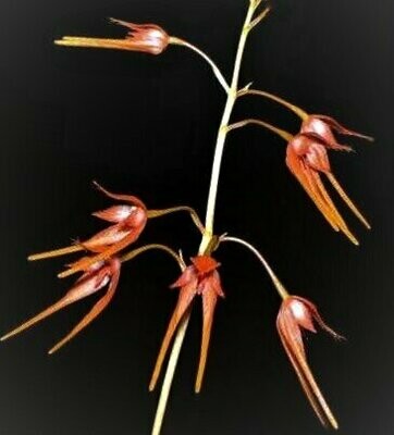 Bulbophyllum taiwanense