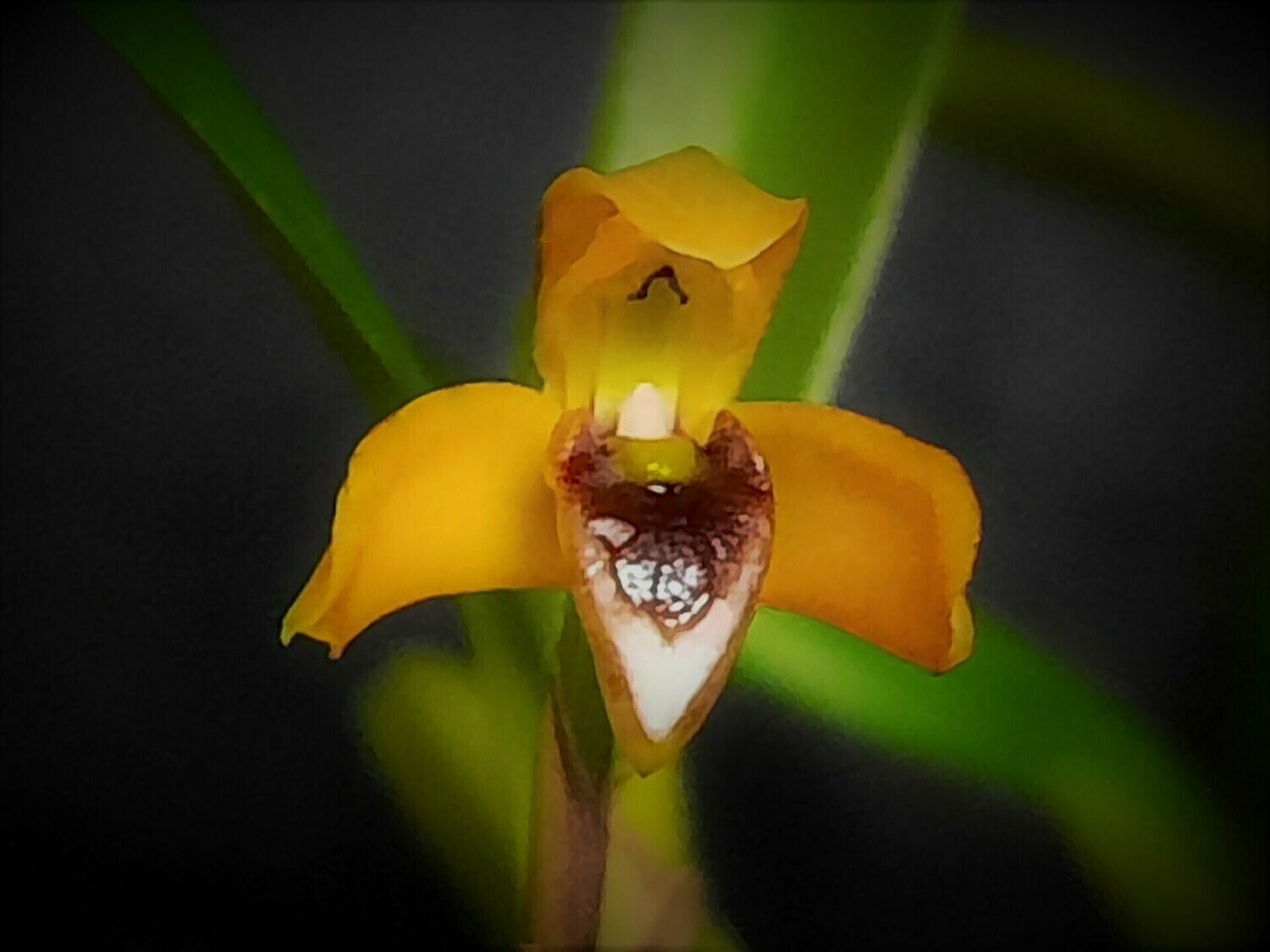 Maxillaria (Rhetinantha) notylioglossa