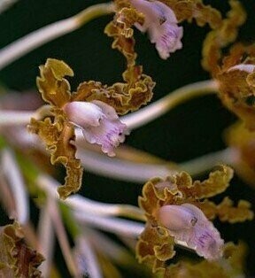 Schomburgkia crispa
