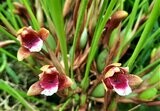 Maxillaria atrosanguinea