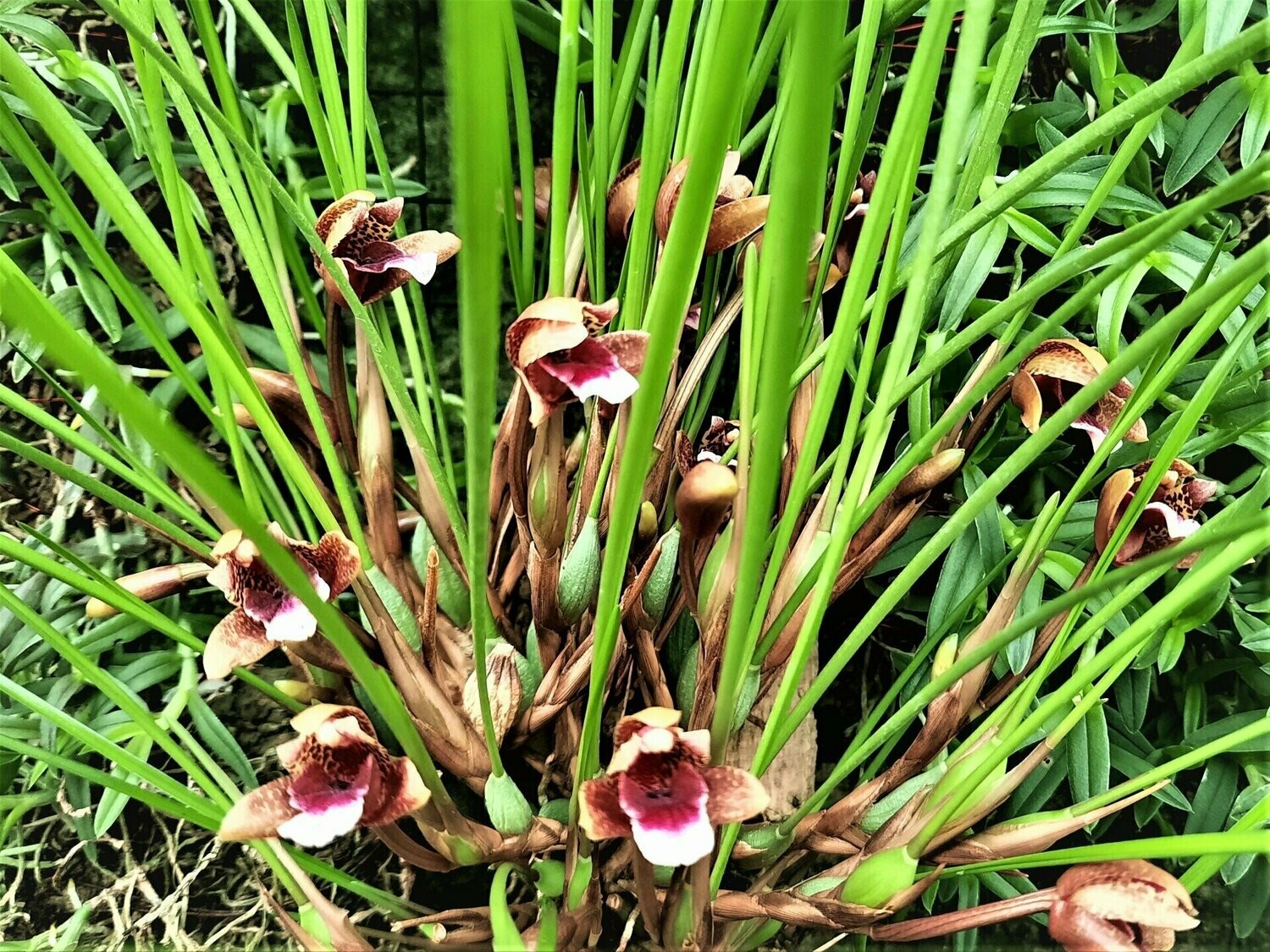 Maxillaria atrosanguinea