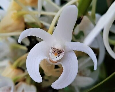 Dendrobium ruppianum