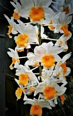 Dendrobium thyrsiflorum